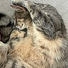 cat, sleeping, curled_up, gray_fur, cream_fur, paw, whiskers, closed_eyes, relaxed, cute, pet, feline, close_up, portrait, soft_fur, nap, cozy, mesh_chair, indoor, animal
