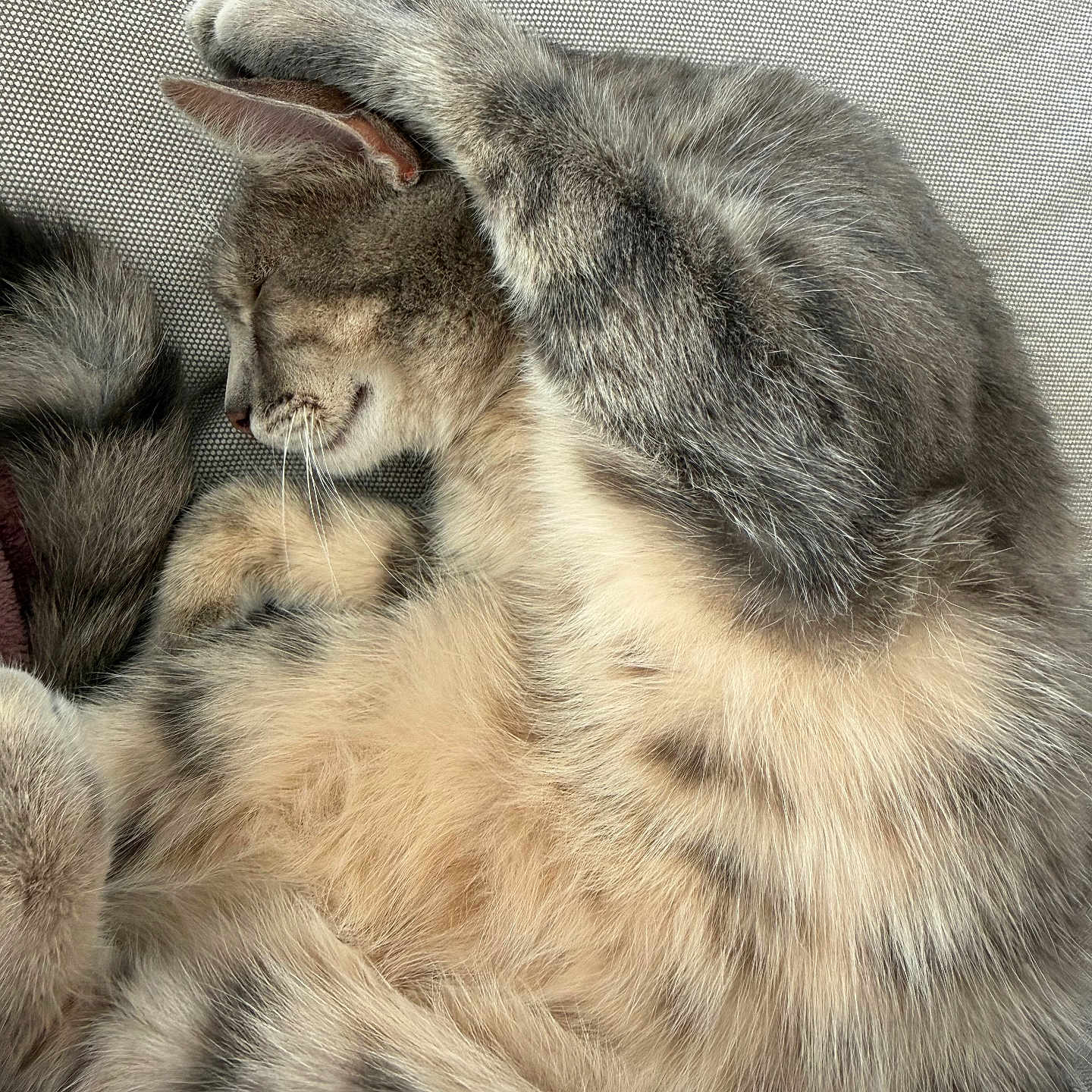 Kisa