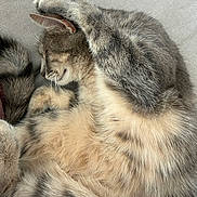 Flake participe au concours pour gagner de l'argent avec cette photo : cat, cats, sleeping, sleepy, curled_up, paw, fur, gray_fur, cream_fur, tabby, whiskers, closed_eyes, pet, animals, cuddling, nap, relaxed, cozy, chair, indoor