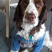 Dilly is registered to the contest to win money with this photo: dog, brown_and_white, shirt, sitting, wooden_floor, plastic_chair, pet, indoors, looking_at_camera, fur, ears, nose, paws, tag, collar, blue_shirt, floorboards, domestic_animal, canine, close_up