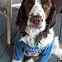 dog, brown_and_white, shirt, sitting, wooden_floor, plastic_chair, pet, indoors, looking_at_camera, fur, ears, nose, paws, tag, collar, blue_shirt, floorboards, domestic_animal, canine, close_up