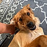 Pepper joined the competition — help win amazing prizes! animal, canine, carpet, close_up, cute, dog, foot, fur, golden_brown, human, indoor, looking_up, lying_down, patterned_rug, pet, playful, relaxed, smiling, teeth_visible, tongue_hidden