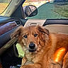 dog, car_interior, passenger_seat, sunlight, window, side_mirror, outdoor, calm, pet, furry, brown_fur, relaxed, animal, seat, dashboard, daytime, nature, scenery, vehicle, companion