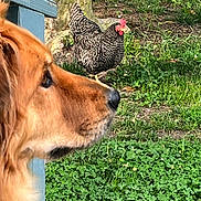 Pepper is registered to the contest to win money with this photo: dog, golden_retriever, chicken, barred_rock, grass, tree_trunk, outdoor, animal, pet, bird, nature, backyard, greenery, curious, profile, farm, wooden_structure, ground, daylight, closeup