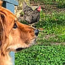 dog, golden_retriever, chicken, barred_rock, grass, tree_trunk, outdoor, animal, pet, bird, nature, backyard, greenery, curious, profile, farm, wooden_structure, ground, daylight, closeup