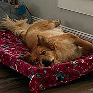 Pepper joined the competition — help win amazing prizes! animal, canine, cozy, cute, dog, domestic_animal, ears, fluffy, fur, golden, home, indoor, lying_down, pet_bed, red_bed, relaxed, resting, tail, window, wooden_floor