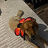 animal, brown_dog, butterfly_wings, canine, carpet, casual, costume, cute, decor, dog, floor, furniture, home, indoor, paw, pet, playful, relaxing, tail, wood_floor
