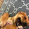 Pepper joined the competition — help win amazing prizes! animal, canine, close_up, dog, fur, golden_brown, ground, hand, happy, nature, outdoor, patterned_rug, paw, petting, playful, relaxed, rug, smiling, teeth, tongue