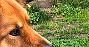 Pepper joined the competition — help win amazing prizes! dog, chicken, grass, tree, outdoor, animal, profile, close_up, nature, feathers, fur, garden, greenery, pet, bird, head, snout, beak, wildlife, daylight