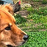 dog, chicken, grass, tree, outdoor, animal, profile, close_up, nature, feathers, fur, garden, greenery, pet, bird, head, snout, beak, wildlife, daylight
