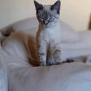 Denver is registered to the contest to win money with this photo: animal, blanket, calm, cat, cozy, cute, domestic, ears, feline, fur, furry, indoor, mammal, pet, portrait, relaxed, sitting, sleepy, soft, whiskers