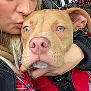 Bo joined the competition — help win amazing prizes! woman, dog, car_interior, selfie, red_harness, close_up, affection, kiss, blonde_hair, casual_clothing, plaid_shirt, seat, window, blanket, pet, animal, face, nose, ear, expression