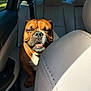 animal, backseat, brown_fur, bulldog, car_interior, closeup, daylight, dog, leather_seat, nose, outdoor_view, paw, pet, seatbelt, sitting, snout, sunlight, teeth, white_chest, window