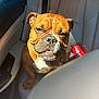 animal, brown_dog, bulldog, canine, car, car_interior, closeup, daylight, dog, happy, leash, paw, pet, portrait, seat, sitting, snout, sunlight, window, wrinkles