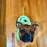 Herbert joined the competition — help win amazing prizes! animal, brown_dog, costume, cute, dog, ears, eyes, face, feet, flooring, green, indoor, looking_up, monster_costume, nose, pet, portrait, slippers, small_dog, wooden_floor