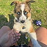 puppy, dog, blue_eyes, grass, outdoor, hand, person, playing, soccer_ball, sunlight, pet, cute, animal, collar, tag, closeup, legs, summer, friendly, young