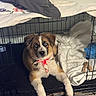 Bear is registered to the contest to win money with this photo: puppy, dog, crate, blanket, toy, bandana, blue_eyes, indoor, pet, cage, fur, cute, young_dog, lying_down, looking_at_camera, comfort, cozy, domestic_animal, animal, resting