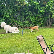 Bear joined the competition — help win amazing prizes! dog, dogs, playful, grass, lawn, backyard, fence, greenery, bushes, outdoor, pet, animal, nature, canine, playing, chair, recliner, sunlight, summer, fun