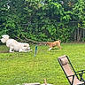 dog, dogs, playful, grass, lawn, backyard, fence, greenery, bushes, outdoor, pet, animal, nature, canine, playing, chair, recliner, sunlight, summer, fun