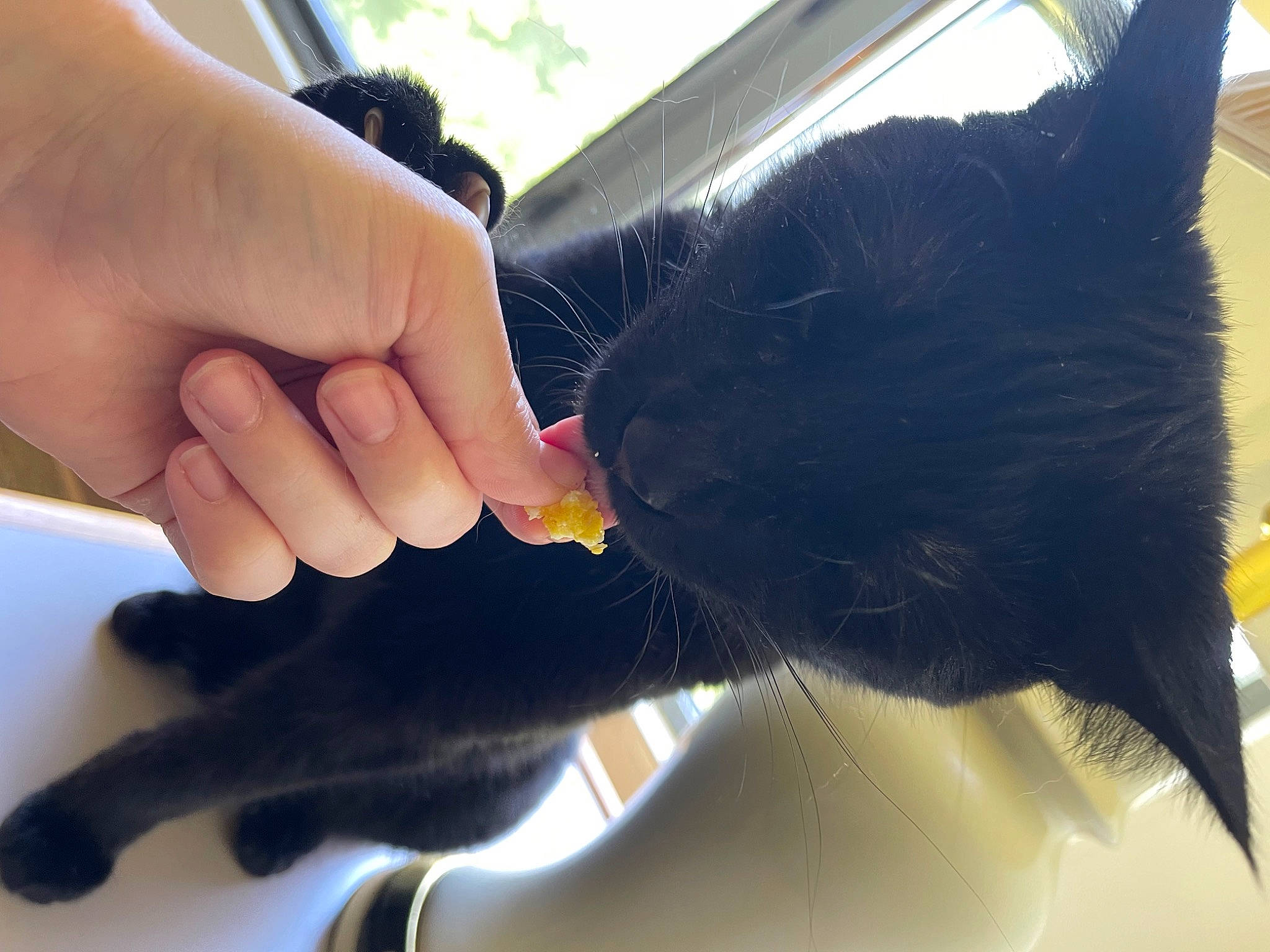 Einstein is registered to the contest to win money with this photo: black_cat, bombay, carnivore, cat, claw, comfort, domestic_short_haired_cat, ear, felidae, finger, foot, fur, gesture, hand, nail, small_to_medium_sized_cats, snout, thumb, whiskers, wrist