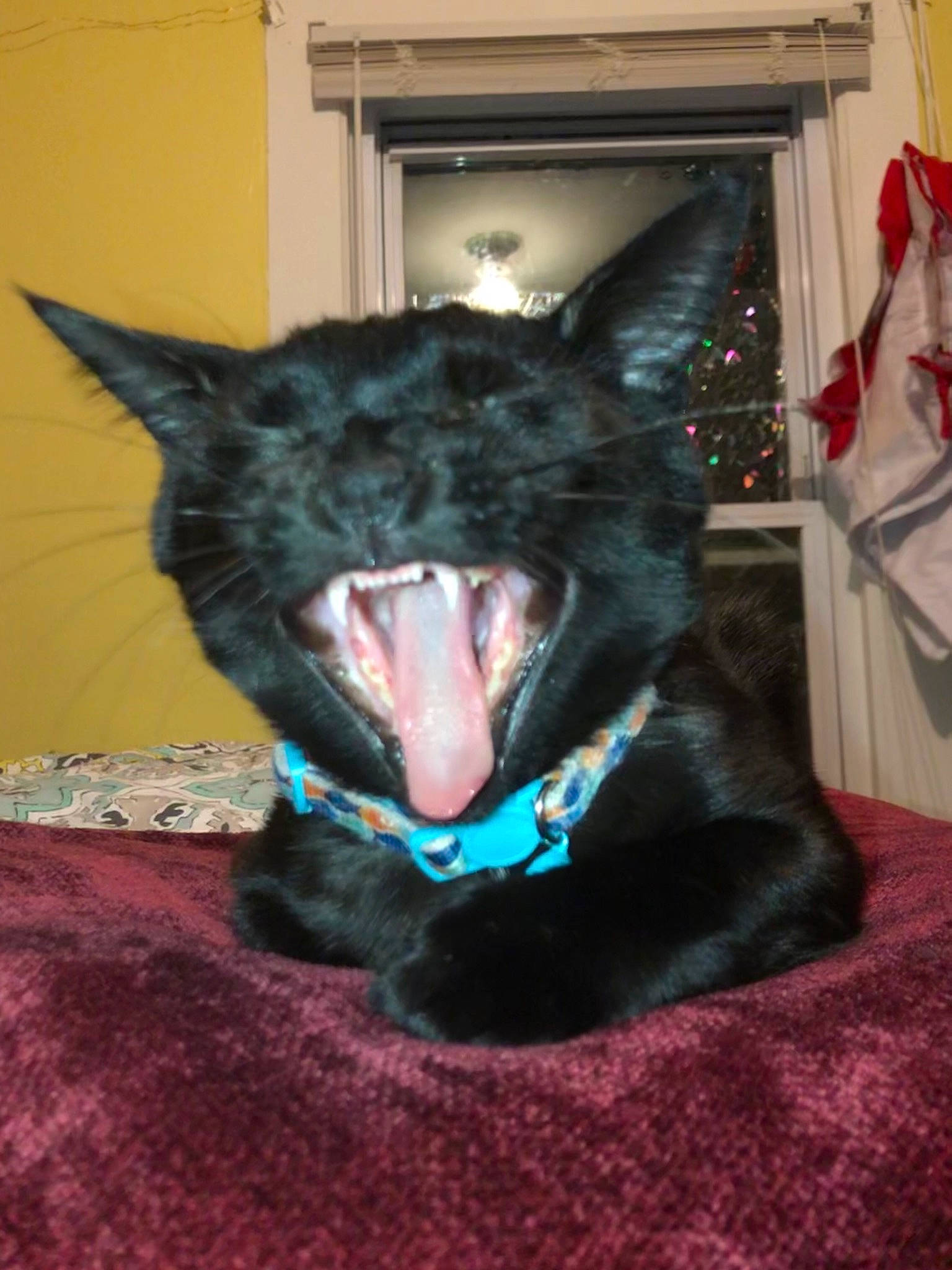 Einstein joined the competition — help win amazing prizes! black_cat, bombay, carnivore, cat, dog_breed, domestic_short_haired_cat, electric_blue, fang, felidae, fur, grey, jaw, picture_frame, room, small_to_medium_sized_cats, snout, tail, terrestrial_animal, tooth, whiskers