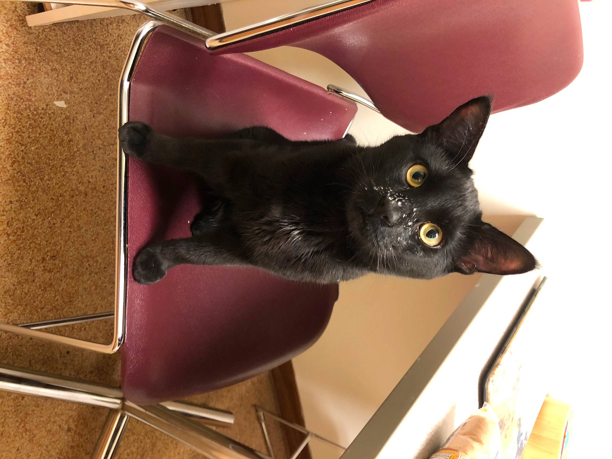 Einstein is registered to the contest to win money with this photo: black_cat, bombay, box, carnivore, cat, cat_supply, chair, comfort, domestic_short_haired_cat, felidae, fur, havana_brown, pet_supply, room, small_to_medium_sized_cats, snout, tail, whiskers, window
