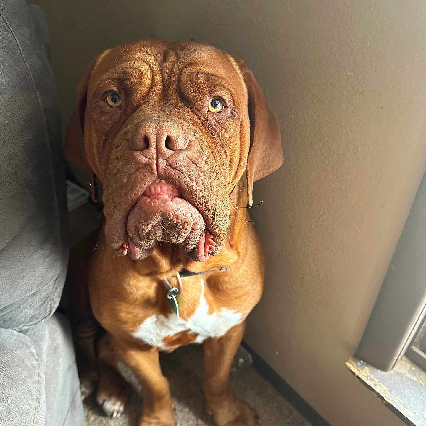 Apollo joined the competition — help win amazing prizes! animal, brown_dog, canine, carpet, collar, container, cords, couch, dog, floor, fur, indoor, light, looking_at_camera, pet, portrait, shadow, wall, window, wrinkles