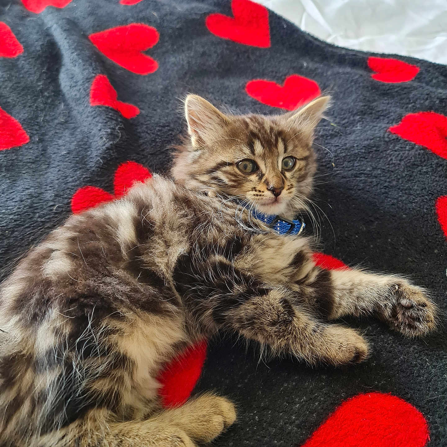 Delefosse participe au concours pour gagner de l'argent avec cette photo : animal, bed, black, blanket, cat, collar, curious, cute, feline, fur, hearts, indoor, kitten, pet, red, resting, soft, tabby, whiskers, young