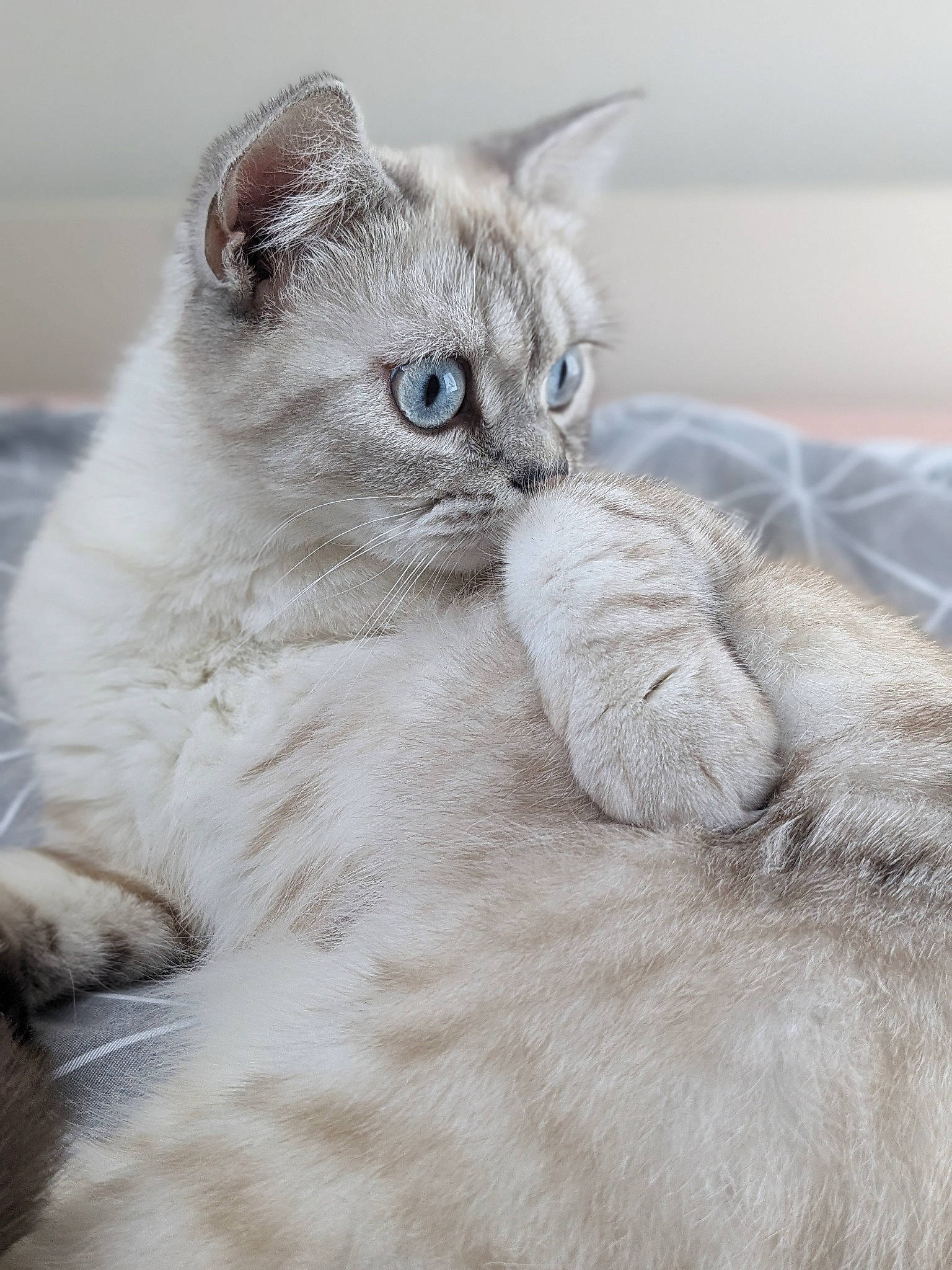 Meiko participe au concours pour gagner de l'argent avec cette photo : british_longhair, carnivore, cat, claw, comfort, domestic_short_haired_cat, felidae, fur, gesture, paw, scottish_fold, sitting, small_to_medium_sized_cats, snout, tail, terrestrial_animal, whiskers, window