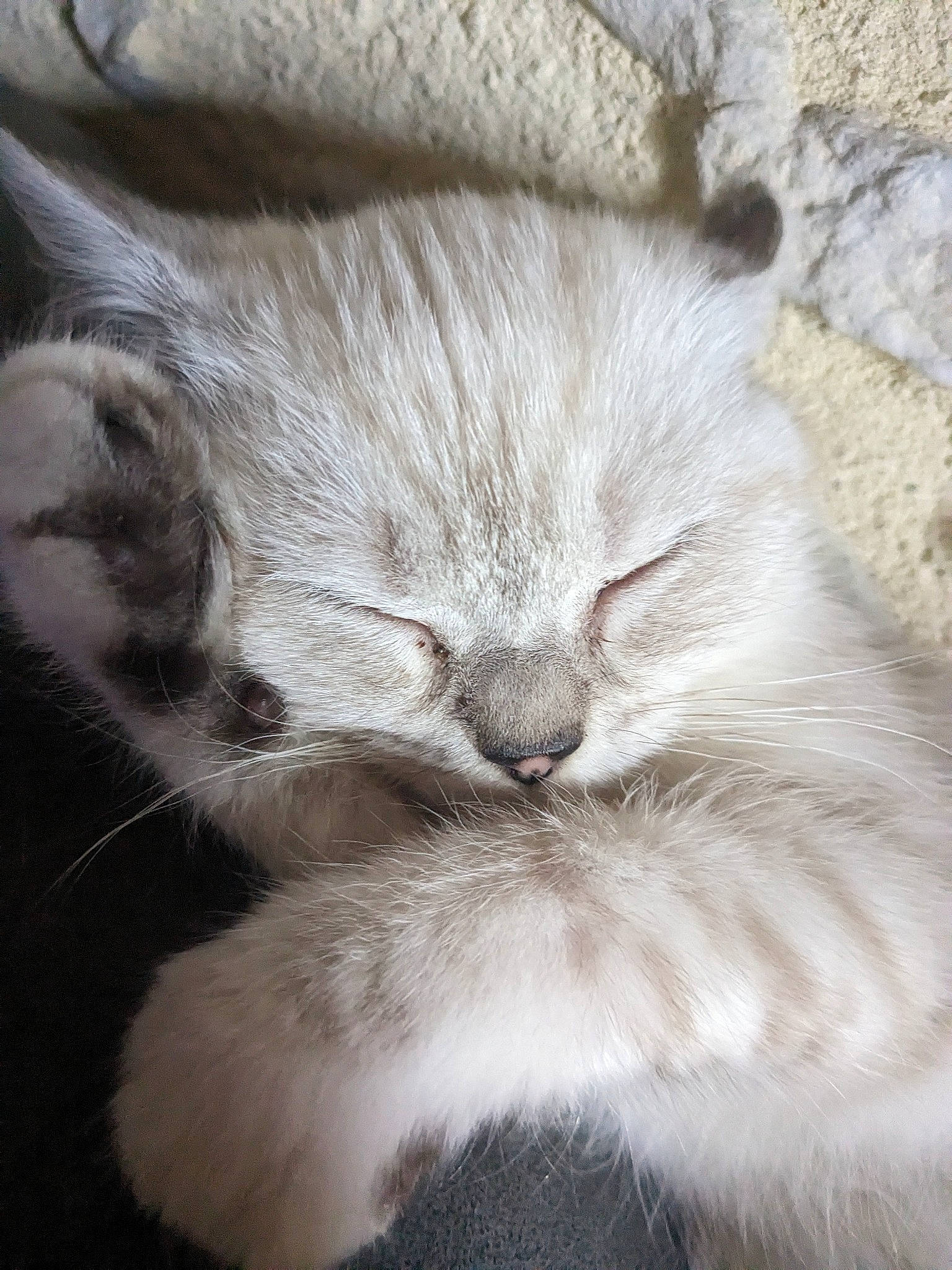 Meiko a rejoint le concours — aidez-le/la à gagner de superbes lots ! carnivore, cat, claw, comfort, domestic_short_haired_cat, felidae, fur, grey, linens, mammal, nap, paw, sleep, small_to_medium_sized_cats, snout, tail, terrestrial_animal, whiskers