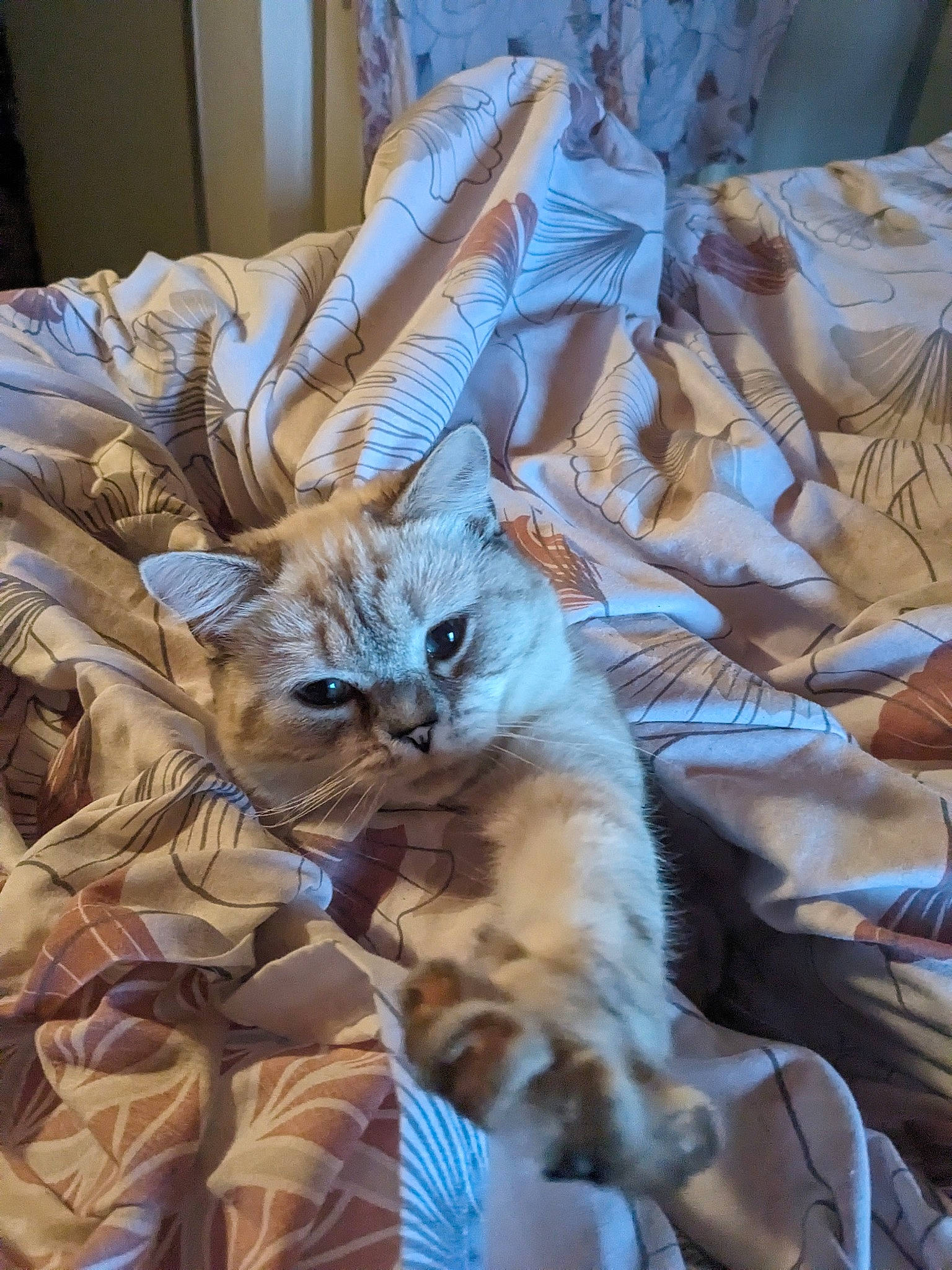 Meiko participe au concours pour gagner de l'argent avec cette photo : bed, bed_sheet, bedding, carnivore, cat, comfort, domestic_short_haired_cat, fawn, felidae, fur, linens, nap, pattern, plant, room, small_to_medium_sized_cats, tail, tree, whiskers, wood