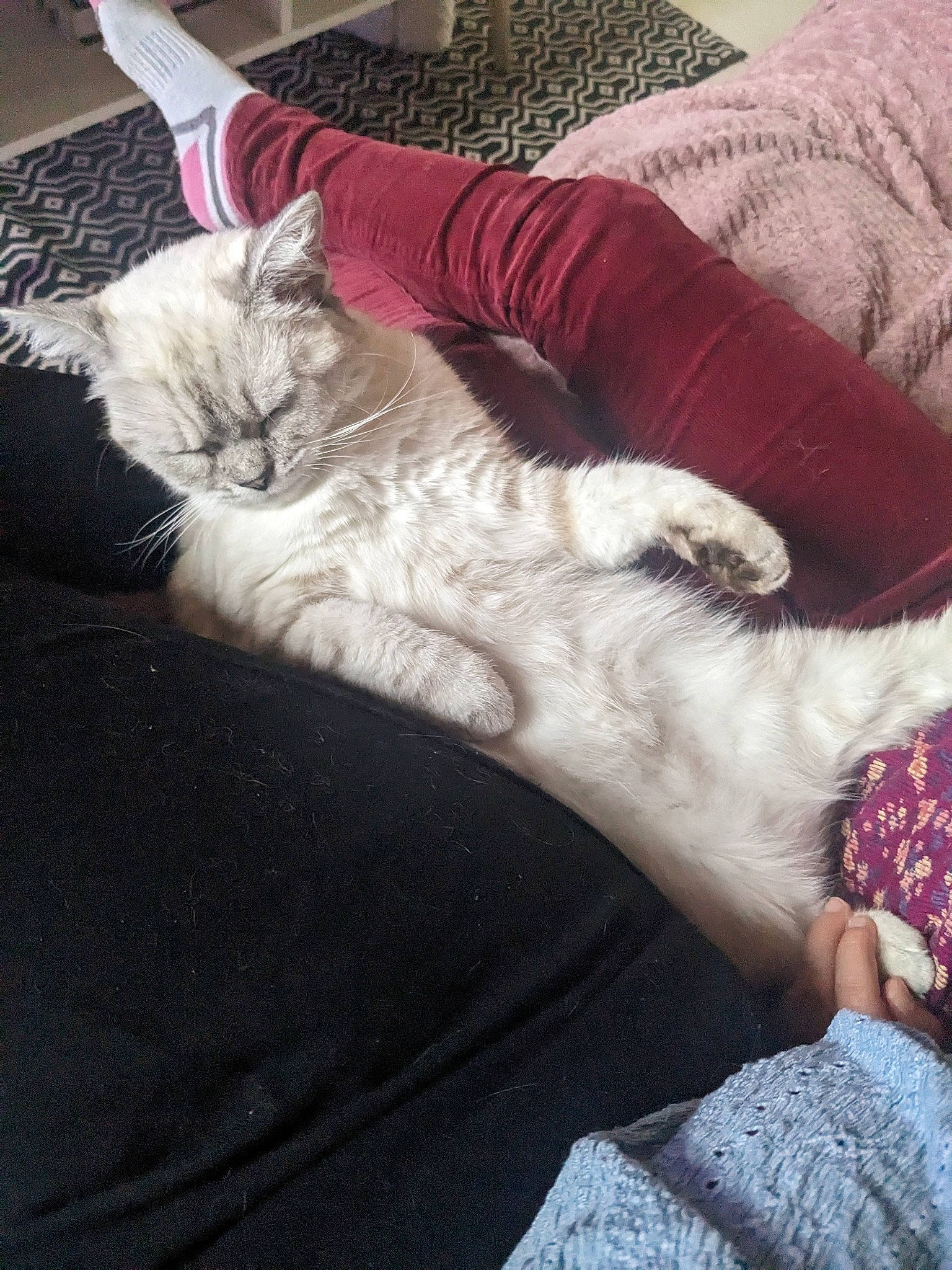 Meiko participe au concours pour gagner de l'argent avec cette photo : carnivore, cat, claw, comfort, domestic_short_haired_cat, felidae, foot, fur, gesture, human_leg, lap, mammal, nail, paw, sitting, small_to_medium_sized_cats, tail, toe, vertebrate, whiskers