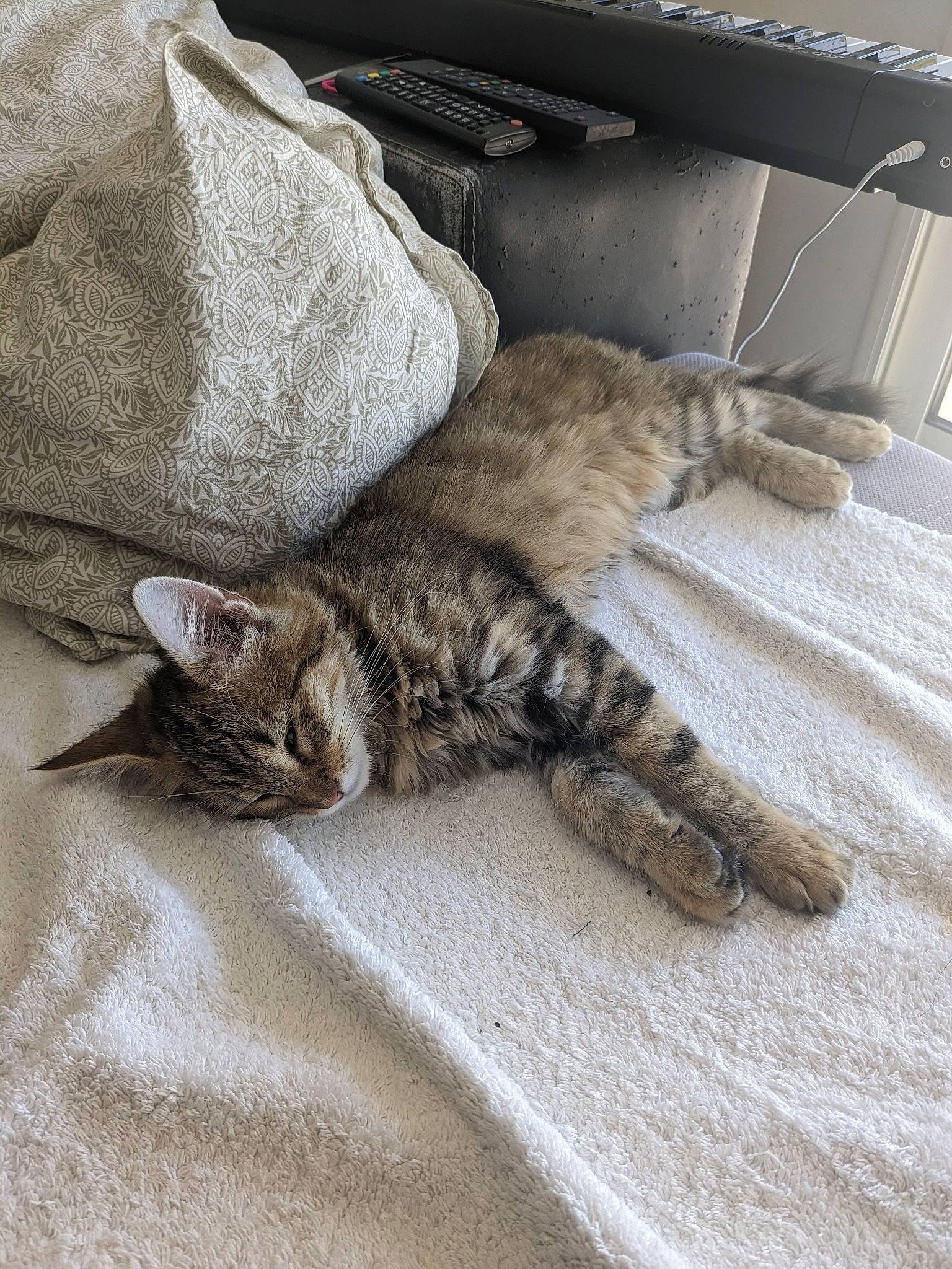 Miso a rejoint le concours — aidez-le/la à gagner de superbes lots ! bed, carnivore, cat, claw, comfort, domestic_short_haired_cat, fawn, felidae, fur, grey, linens, nap, paw, sleep, small_to_medium_sized_cats, snout, tail, terrestrial_animal, whiskers, wood