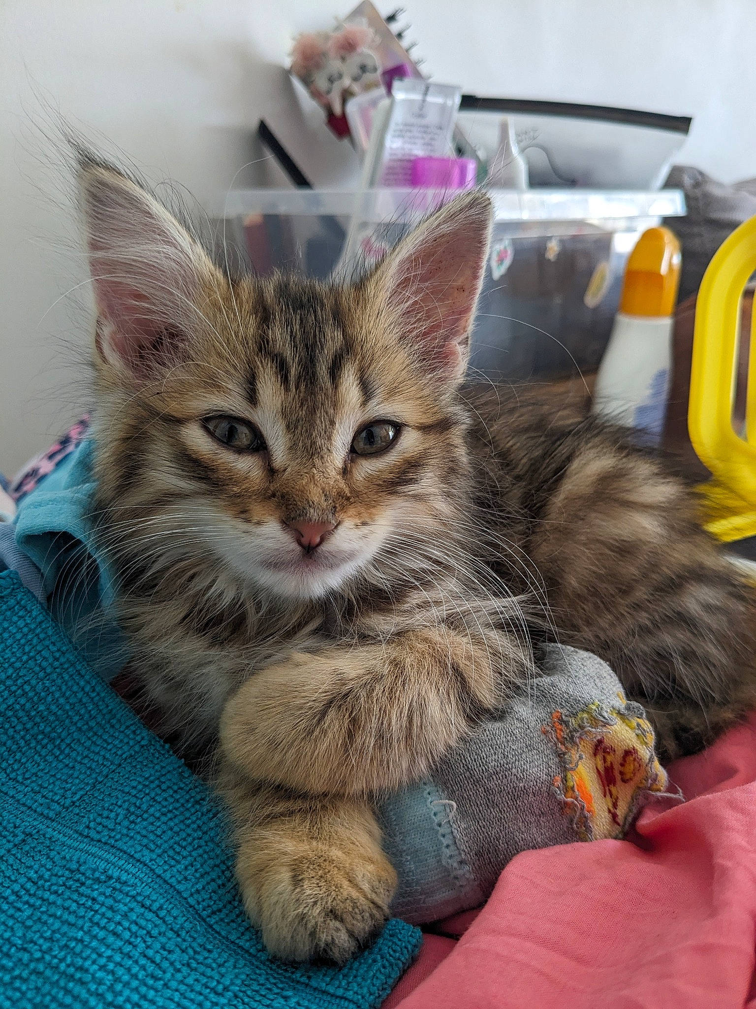 Miso participe au concours pour gagner de l'argent avec cette photo : bag, carnivore, cat, claw, comfort, domestic_short_haired_cat, fawn, felidae, fur, luggage_and_bags, nap, paw, sitting, small_to_medium_sized_cats, snout, tail, whiskers