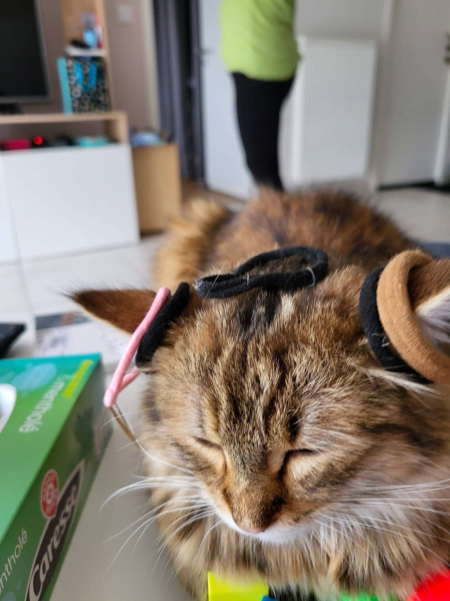 Miso a rejoint le concours — aidez-le/la à gagner de superbes lots ! box, carnivore, cat, domestic_short_haired_cat, felidae, flooring, fur, room, small_to_medium_sized_cats, snout, television, terrestrial_animal, whiskers