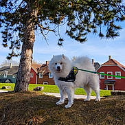 Nounours a rejoint le concours — aidez-le/la à gagner de superbes lots ! dog, samoyed, white_dog, tree, pine_tree, grass, mound, leash, harness, house, residential_area, sky, outdoor, daytime, pet, animal, nature, greenery, sunlight, canine