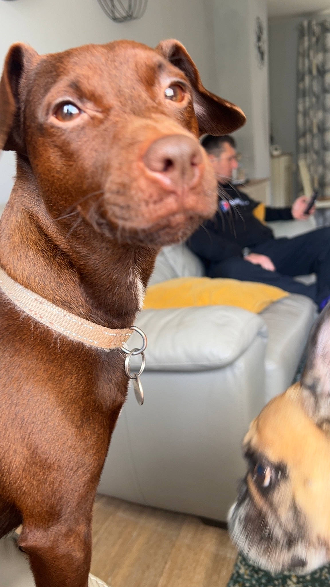 Bessie is registered to the contest to win money with this photo: bulldog, carnivore, collar, companion_dog, dog, dog_breed, dog_collar, ear, fawn, fur, hat, liver, pet_supply, pug, snout, sporting_group, toy_dog, vertebrate, whiskers, working_animal