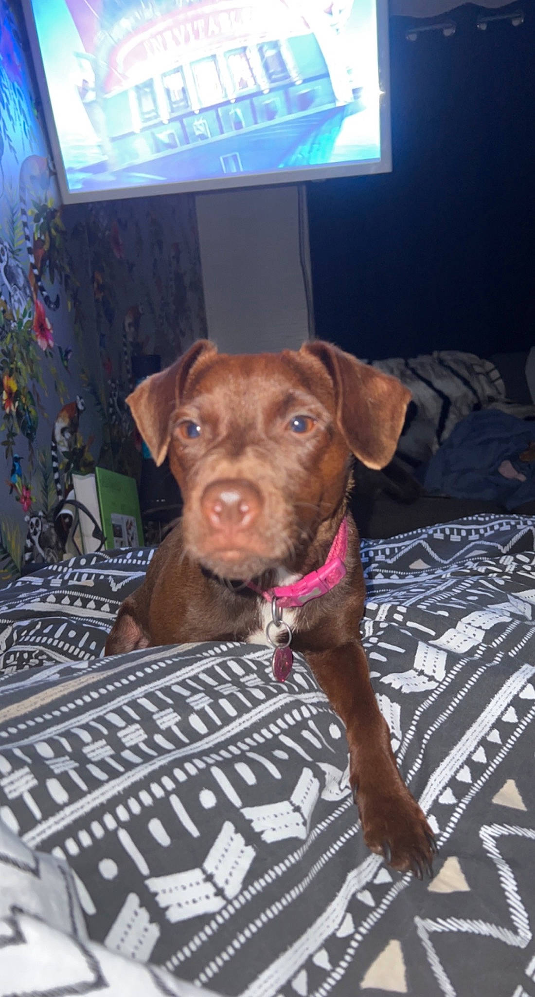 Bessie is registered to the contest to win money with this photo: canidae, carnivore, collar, companion_dog, display_device, dog, dog_breed, dog_collar, dog_supply, fawn, flooring, fur, liver, non_sporting_group, pet_supply, snout, sporting_group, television, whiskers, working_animal