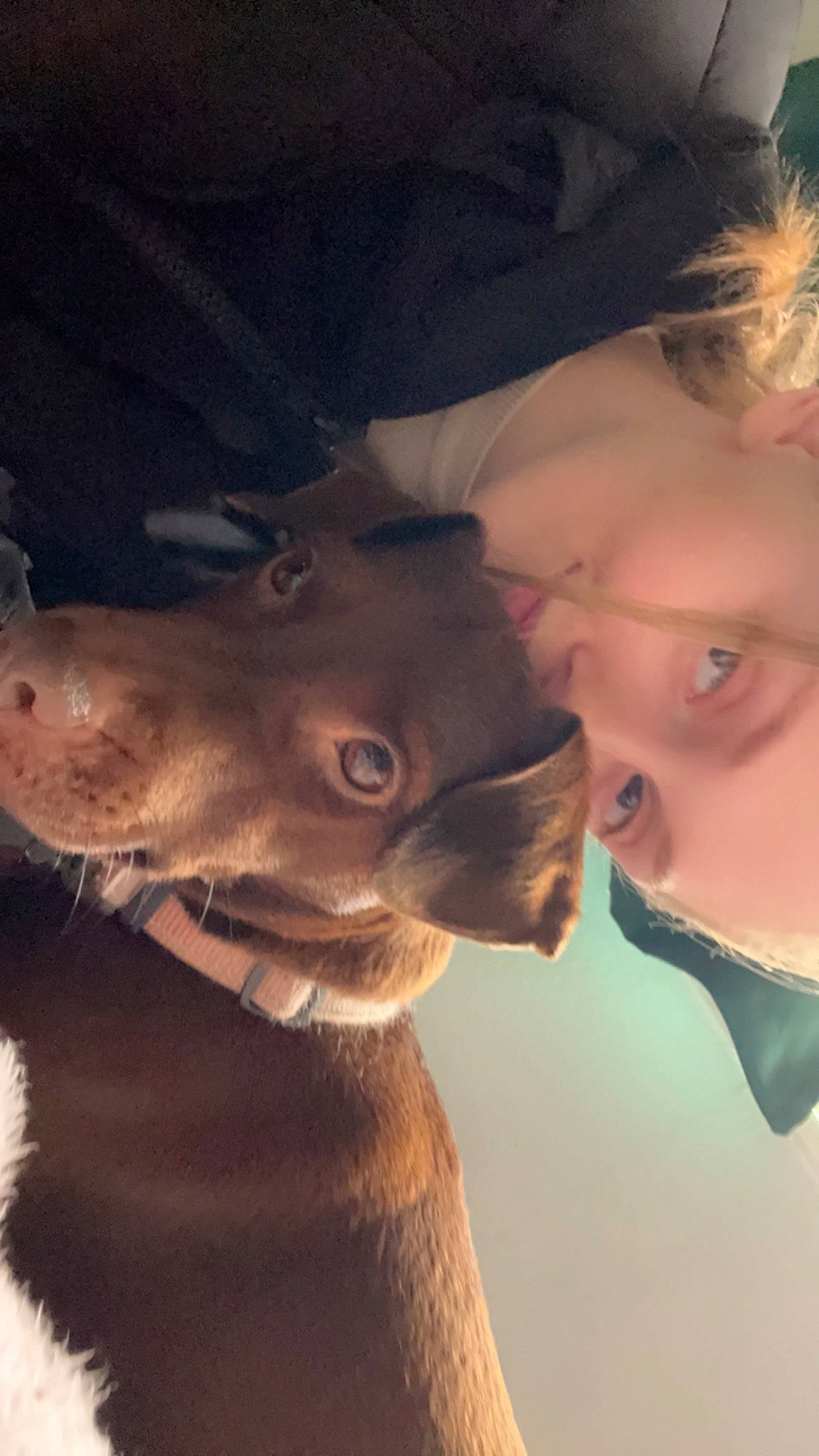 Bessie joined the competition — help win amazing prizes! dog_breed, ear, eyelash, fawn, flash_photography, fur, gesture, happy, head, jaw, mammal, mouth, neck, nose, smile, snout, terrestrial_animal, whiskers, wildlife, working_animal