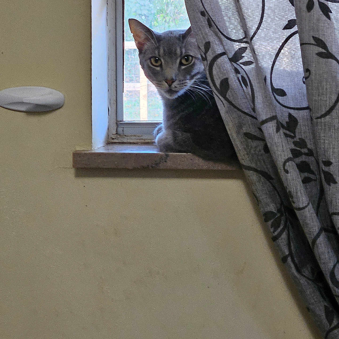 Priscilla is registered to the contest to win money with this photo: abyssinian, animal, blanket, cat, curtain, egyptiancat, homedecor, kitten, linen, manx, pet, window, windowshade, windowsill
