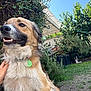 Zillac participe au concours pour gagner de l'argent avec cette photo : dog, outdoor, pet, grass, greenery, garden, fur, collar, tag, sunlight, smiling, animal, canine, nature, blue_sky, leaves, shadows, happy, domestic_animal, resting