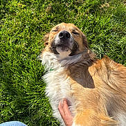 Zillac a rejoint le concours — aidez-le/la à gagner de superbes lots ! dog, grass, outdoor, pet, animal, sunlight, happy, fur, hand, nature, relaxation, canine, mammal, companion, closeup, summer, resting, joy, adorable, friendship