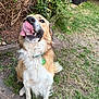 Zillac a rejoint le concours — aidez-le/la à gagner de superbes lots ! dog, tongue, outdoor, grass, garden, pet, animal, playful, brown, white, fur, collar, tag, sitting, cute, tongue_out, nature, bushes, paws, happy