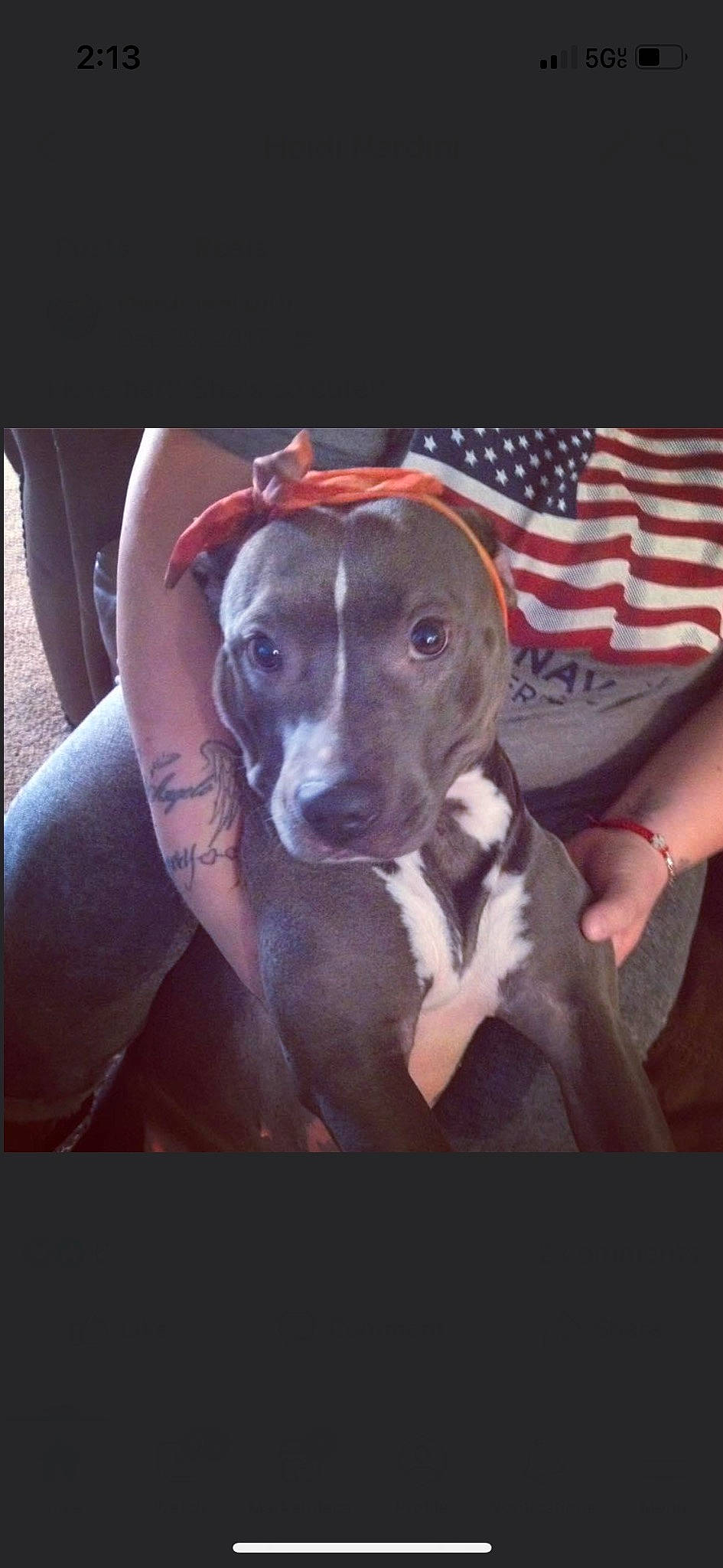 Kali is registered to the contest to win money with this photo: carnivore, companion_dog, dog, dog_breed, fawn, fur, guard_dog, hunting_dog, mammal, non_sporting_group, photo_caption, pointing_breed, puppy_love, sporting_group, street_dog, weimaraner, whiskers, working_animal