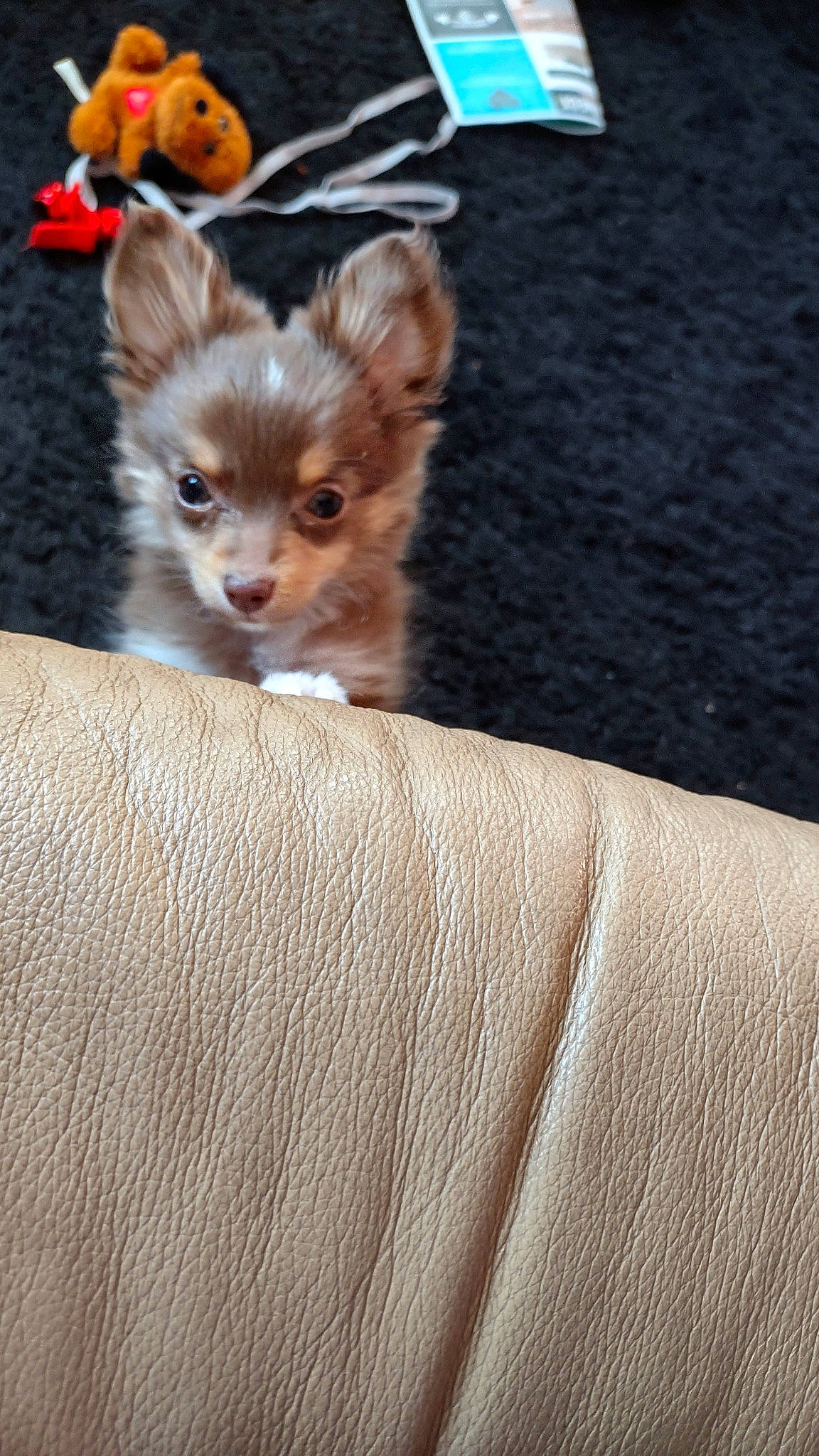 Mollyann is registered to the contest to win money with this photo: brown, canidae, carnivore, cat, comfort, companion_dog, dog_breed, fawn, felidae, fur, linens, paw, small_to_medium_sized_cats, snout, tail, terrestrial_animal, toy, toy_dog, whiskers, wood