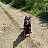 Booba a rejoint le concours — aidez-le/la à gagner de superbes lots ! animal, bush, canine, daytime, dog, ears, fur, grass, greenery, happy, nature, outdoor, path, pet, shadow, sitting, smiling, summer, sunlight, tongue_out