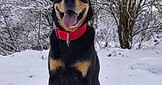 Booba participe au concours pour gagner de l'argent avec cette photo : animal, canine, cold, dog, forest, fur, happy, nature, outdoor, pet, playful, red_collar, sitting, smiling, snow, snowy_tree, tongue_out, tree, winter, winter_climate