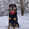 animal, canine, cold, dog, forest, fur, happy, nature, outdoor, pet, playful, red_collar, sitting, smiling, snow, snowy_tree, tongue_out, tree, winter, winter_climate