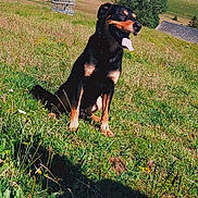 Booba participe au concours pour gagner de l'argent avec cette photo : animal, canine, clouds, daytime, dog, field, grass, happy, hill, landscape, nature, outdoor, pet, rural, sitting, sky, sunny, tongue_out, tree, wooden_structure