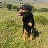 Booba a rejoint le concours — aidez-le/la à gagner de superbes lots ! animal, blue_sky, canine, clouds, daytime, dog, field, grass, greenery, happy, landscape, nature, open_space, outdoor, pet, rural, sitting, sky, sunlight, tongue_out